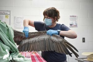 Ariana Gastelum/International Bird Rescue/TNS