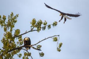 Mark Mirko/Hartford Courant/TNS