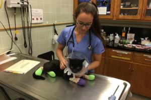 Rob Warren/UC Davis School of Veterinary Medicine/TNS/TNS