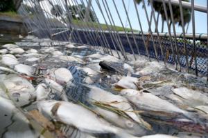 Douglas R. Clifford/Tampa Bay Times/TNS