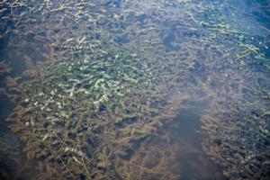 Aaron Flaum/Hartford Courant/TNS