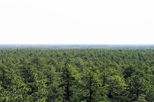 State of New Jersey Pinelands Commission/TNS