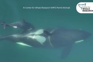 Courtesy Center for Whale Research/TNS/TNS