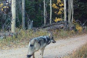 Colorado Parks and Wildlife/TNS