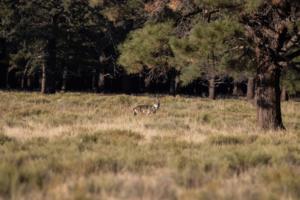 Sophie Norris/Courtesy the Grand Canyon Wolf Recovery Project/TNS/TNS