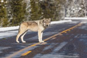 NPS / Jacob W. Frank/YELLOWSTONE NATIONAL PARK/TNS