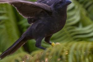 Ken Bohn/San Diego Zoo Wildlife Alliance/TNS