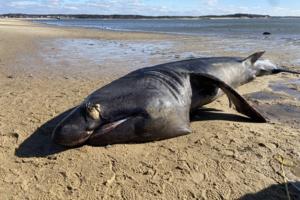 New England Coastal Wildlife Alliance/TNS