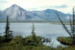 U.S. Fish and Wildlife Service/Getty Images North America/TNS