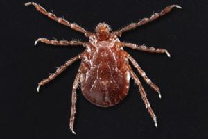 Centers for Disease Control and Prevention/Centers for Disease Control and Prevention/TNS