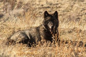 California Department of Fish and Wildlife/TNS