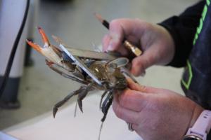 Kenny Fletcher/Chesapeake Bay Foundation/TNS/TNS