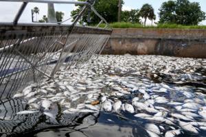 Douglas R. Clifford/Tampa Bay Times/TNS