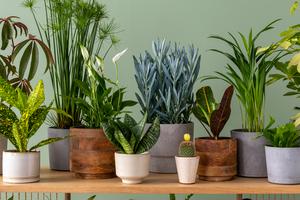 Don’t let your plants suffer during your much-needed vacation. (FollowTheFlow/Getty Images/TCA)