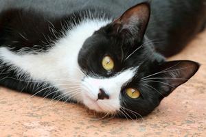Older cats, especially those with anxiety or trauma in their past, can change, slowly, writes Cathy M. Rosenthal.  (Dreamstime/TNS)