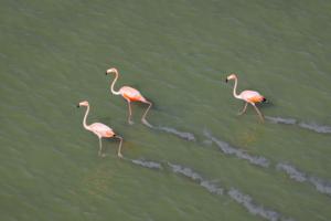 Mark Cook/South Florida Water Management District/TNS