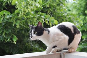 Studies show that bells on a cat collar can reduce hunting success by about 50 percent, writes Cathy M. Rosenthal. (Catiamadio/Dreamstime/Tribune Content Agency)