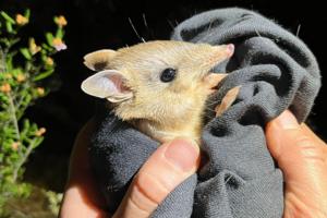 Hayley Charlton-Howard/Australian Wildlife Conservancy PRESS RELEASE/TNS