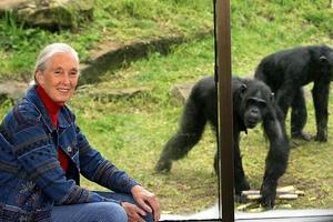 Sydney, AUSTRALIA:  World-renowned primatologist and chimpanzee expert Dr Jane Goodall visits Sydney's Taronga Zoo, 14 July 2006, to observe the extended family of 19 chimpanzees. Dr Goodall whose reputation stands on decades of ground-breaking research with wild chimpanzees at Gombe in Tanzania, is conducting a national awareness tour to highlight the plight of wild chimpanzees.   AFP PHOTO/Greg WOOD  (Photo credit should read GREG WOOD/AFP via Getty Images)