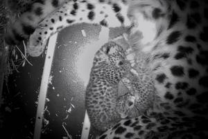 Brookfield Zoo Chicago/TNS