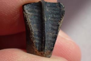 JOHN FRIEL/Alabama Museum of Natural History/TNS