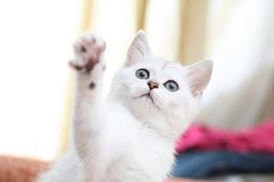 With the right mix of redirection, reinforcement, and routine, an energetic cat will learn better ways to get attention, writes Cathy M. Rosenthal. (Dreamstime/TNS)