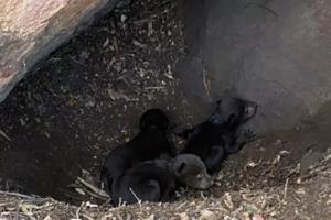 Steve Gonzalez/California Department of Fish and Wildlife/TNS
