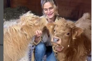 Bang Showbiz / Kyra Sedgwick and her baby cows (c) Instagram.