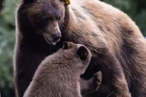 BEAR LEAGUE/TNS