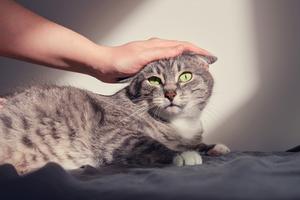 Cats don’t show pain the way dogs do, so lashing out can be their way of saying something is wrong, writes Cathy M. Rosenthal. (Andrey Zhuravlev/Dreamstime/Tribune Content Agency)