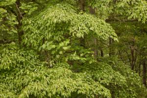 (Andrea Berhends/Larkspur Conservation)/KFF HEALTH NEWS/TNS