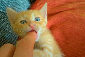 Cats show affection in quirky ways, and sometimes the line between cuddling and playing gets blurred, writes Cathy M. Rosenthal. (Info634860/Dreamstime/Tribune Content Agency)