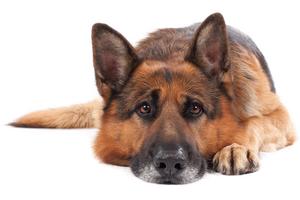 With patience, practice, and a bit of desensitization training, you can help a dog suffering from separation anxiety feel more secure when you're not around, writes Cathy M. Rosenthal. (Dreamstime/TNS)