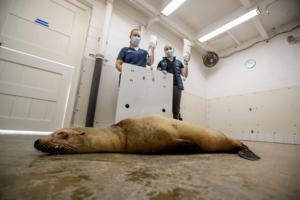 Allen J. Schaben/Los Angeles Times/TNS