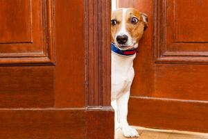 Noise phobias can develop at any stage of a dog’s life, writes Cathy M. Rosenthal. (Dreamstime/TNS)