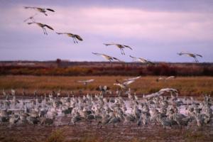 Anthony Souffle/The Minnesota Star Tribune/TNS