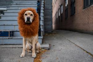 Tess Crowley/Chicago Tribune/TNS