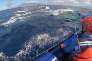 Ed Lyman/NOAA/Taken under NOAA Permit #24359/TNS/TNS