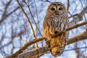 Wasim Muklashy/Dreamstime/TNS