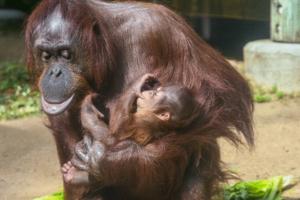 Zach Rich/Los Angeles Zoo/TNS