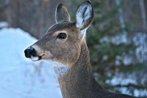 Dreamstime/Dreamstime/TNS