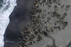 Connor Bamford/British Antarctic Survey/British Antarctic Survey/TNS