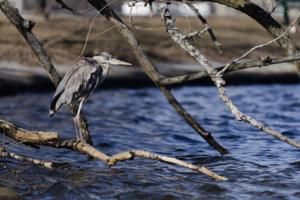 Libby O'Neill/Boston Herald/TNS