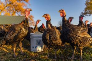 Dominic Di Palermo/Chicago Tribune/TNS