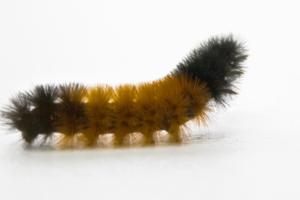 Teresa A Kenney/Dreamstime/TNS