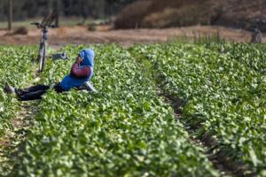 Allen J. Schaben/Los Angeles Times/TNS