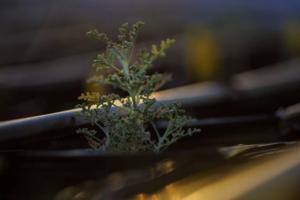 Gina Ferazzi/Los Angles Times/TNS