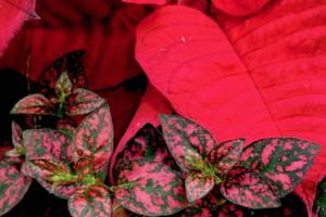 Norman Winter/Norman Winter/TNS