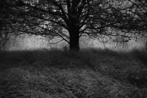 Dreamstime/Dreamstime/TNS