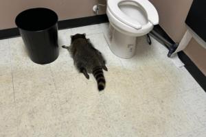 Hanover County Animal Protection and Shelter/Hanover County Animal Protection and Shelter/TNS